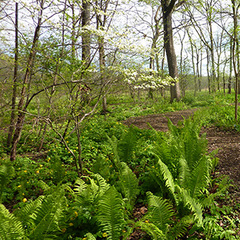 Sambucus racemosa