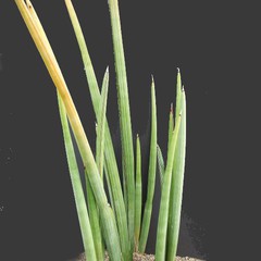 Sansevieria desertii