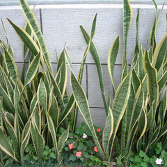 Sansevieria trifasciata laurentii