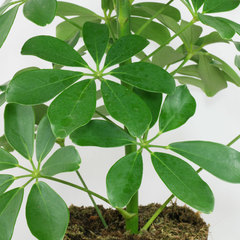 Schefflera arboricola