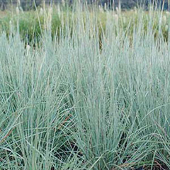 Schizachyrium scoparium