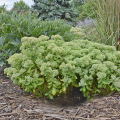 Sedum autumn delight