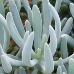 Senecio serpens