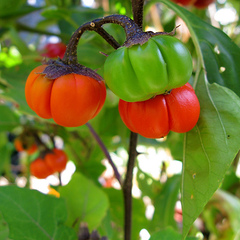 Solanum aethiopicum