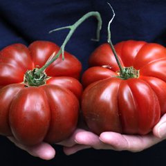 Solanum lycopersicum