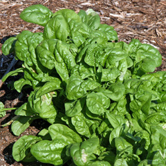 Spinacea oleracea america