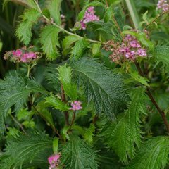 Spiraea