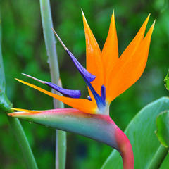 Strelitzia reginae aiton