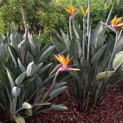 Strelitzia reginea