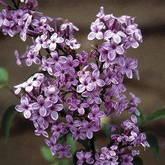 Syringa