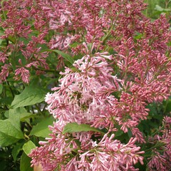 Syringa villosa