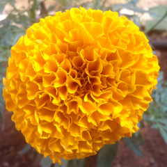 Tagetes erecta