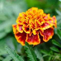 Tagetes patula