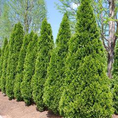 Thuja occidentalis emerald