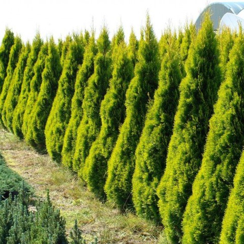 Thuja occidentalis janed gold