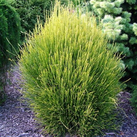 Thuja orientalis franky boy