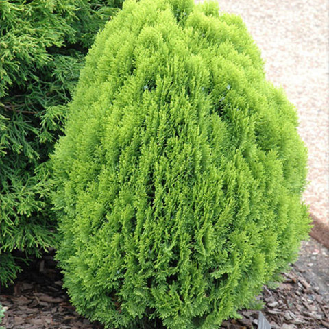 Thuja orientalis morgan