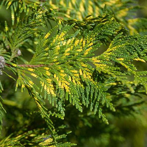 Thuja plicata zebrina