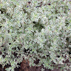 Thymus argenteus