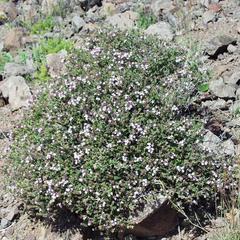 Thymus vulgaris