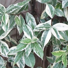 Trachelospermum asiaticum variegatum