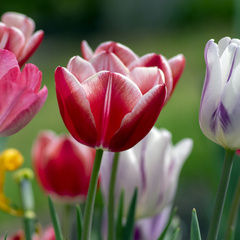 Tulipa gesneriana