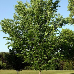 Ulmus americana princeton
