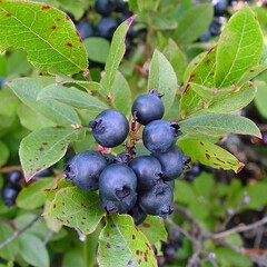 Vaccinium angustifolium