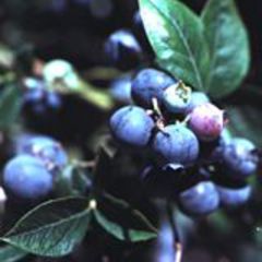 Vaccinium earliblue