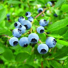 Vaccinium high bush