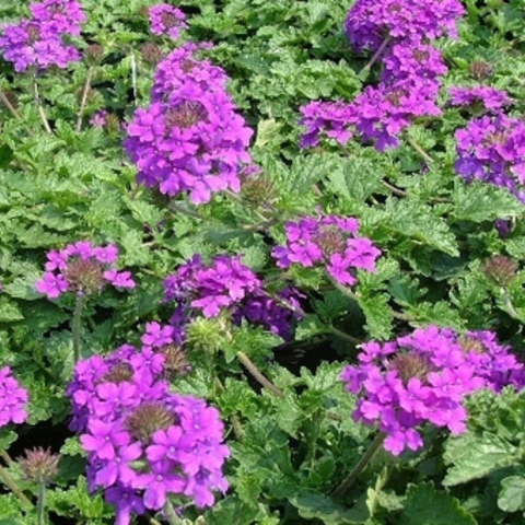 Verbena canadensis homestead purple