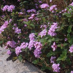 Verbena hybrid