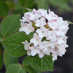 Viburnum carlesii