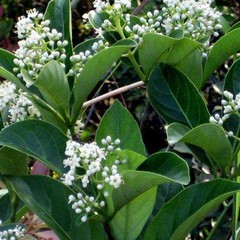 Viburnum suspensum sandankwa