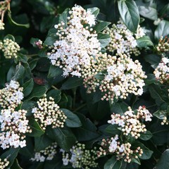 Viburnum tinus