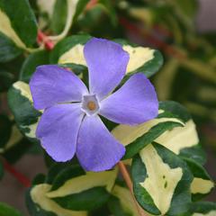 Vinca major wojos gem