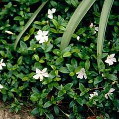 Vinca minor alba