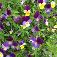 Viola tricolor