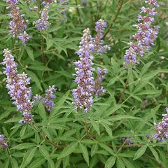 Vitex angus catstus