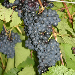 Vitis seibel