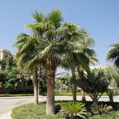 Washingtonia robusta