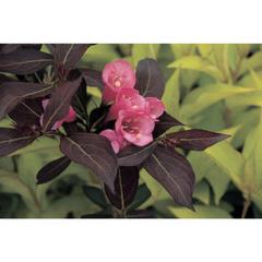 Weigela florida