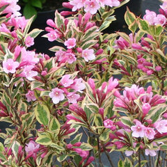 Weigela kolmagira