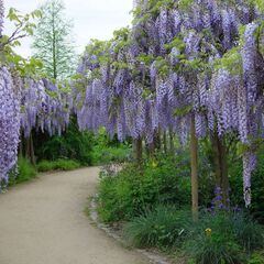 Wisteria floribunda