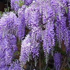 Wisteria sinensis