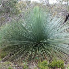 Xanthorrhoea