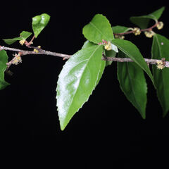 Xylosma flexuosa