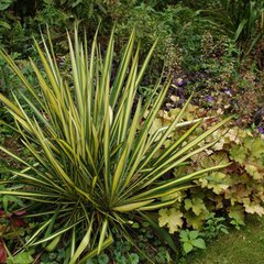 Yucca filamentosa color guard