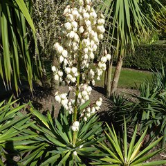 Yucca gloriosa