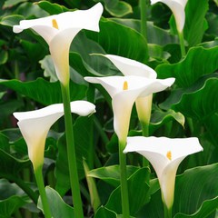 Zantedeschia aethiopica